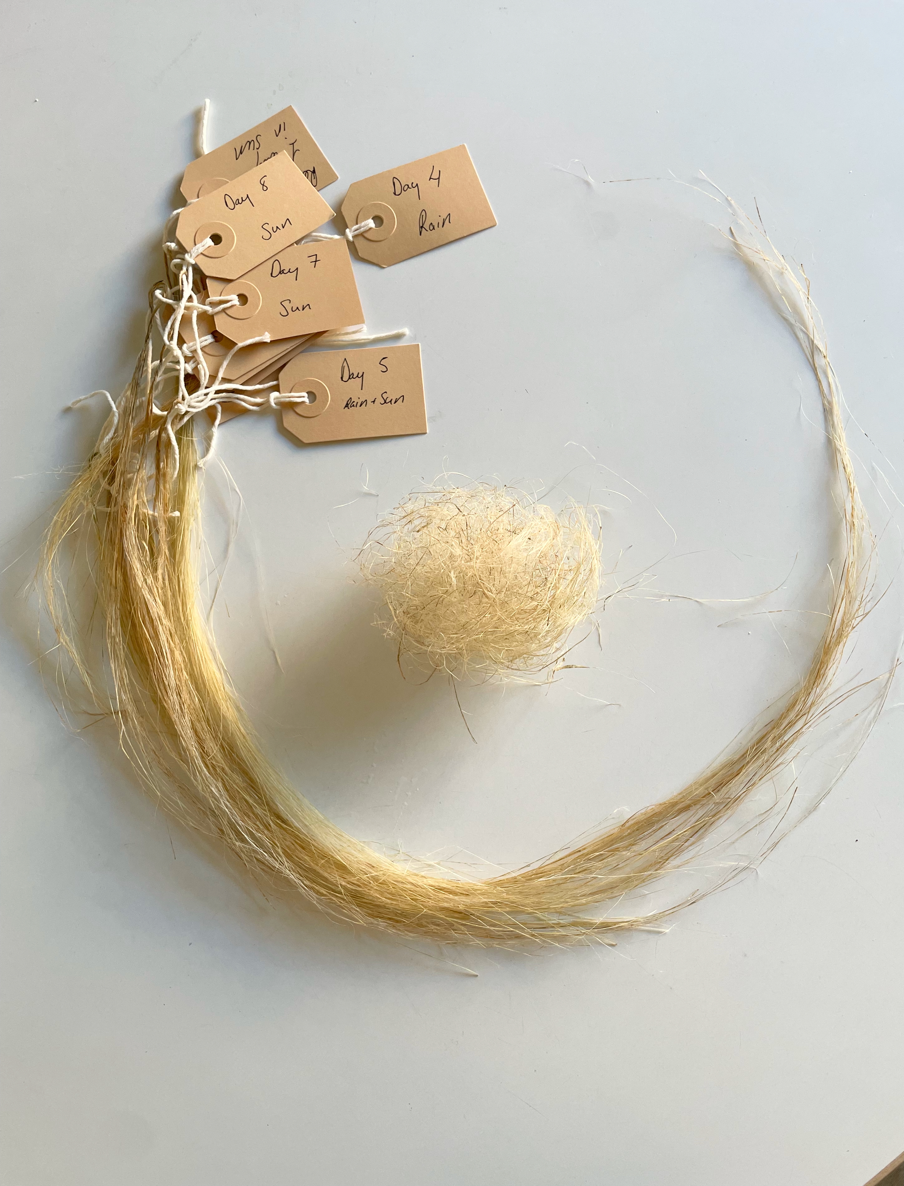 copyright Lisa Collomb Slow Mode, flax